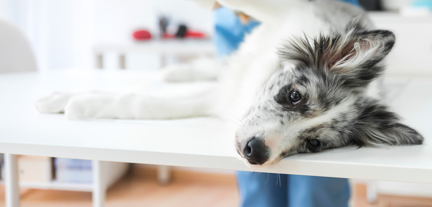 Clínica Veterinaria Patricios