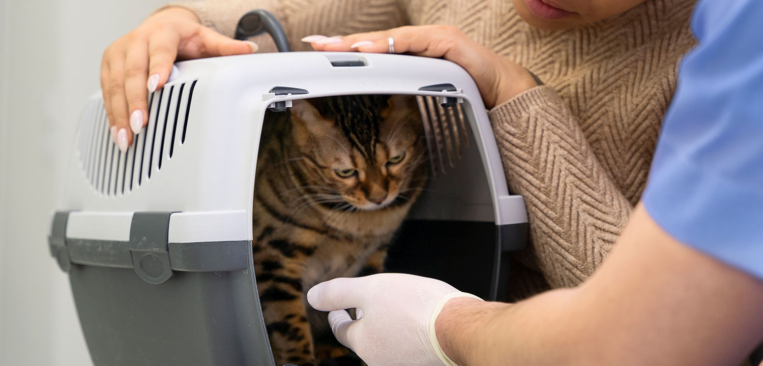 Clínica Veterinaria Patricios